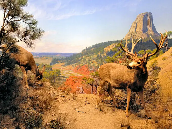 American Museum of Natural History in New York - Amerikanische Säugetiere