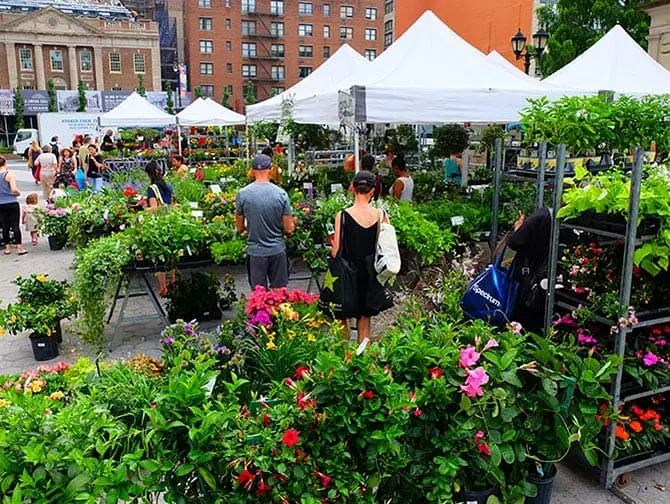 Märkte in New York - Pflanzen beim Union Square