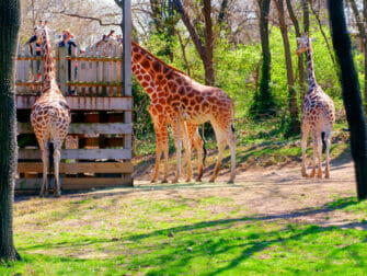 Giraffen im Bronx Zoo NYC