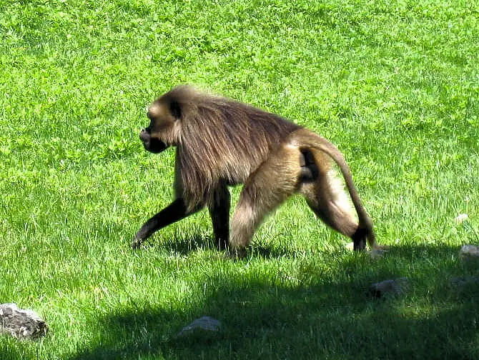 Affen im Bronx Zoo NYC
