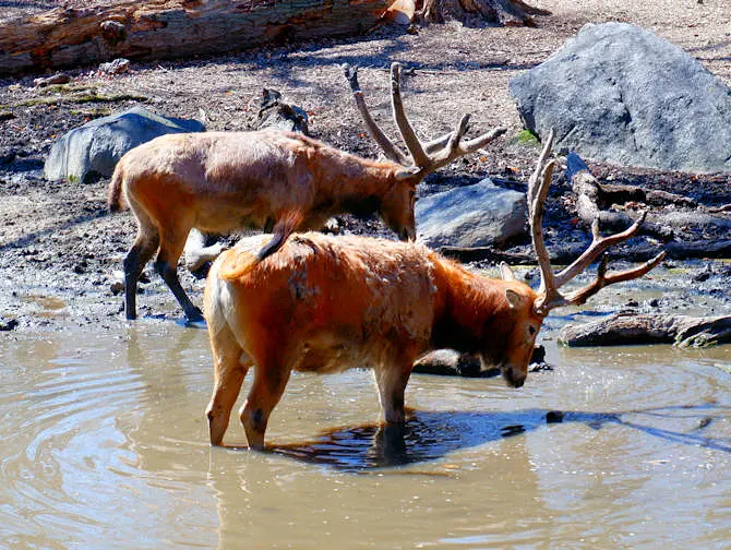 The Bronx Zoo in New York - Tiere trinken