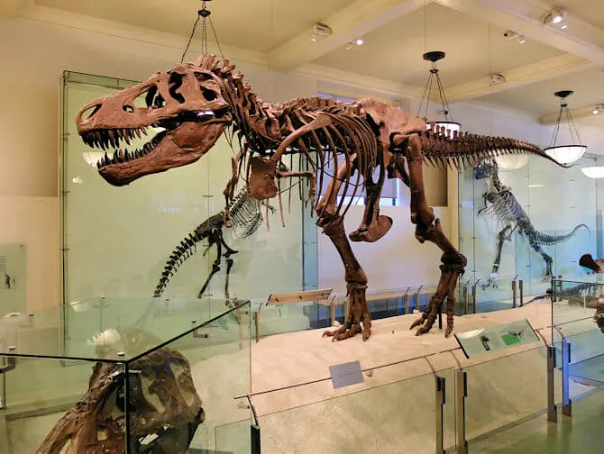 American Museum of Natural History in New York - Dinosaurier