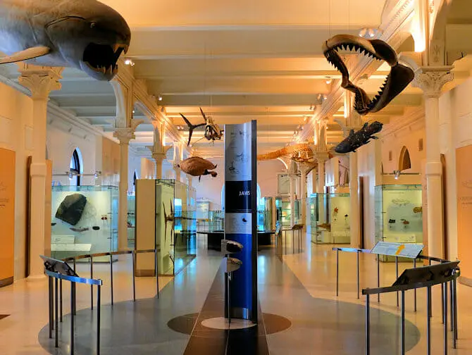 American Museum of Natural History in New York - VIP Tour
