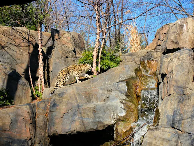 Central Park Zoo Tickets - Schneeleopard