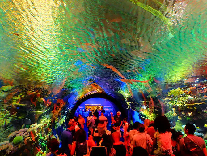 New York Aquarium - Korallenriff