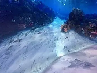 National Geographic Encounter Ocean Odyssey - Unter Wasser
