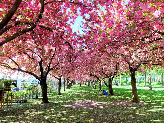 Botanische G&auml;rten in New York - Kirschbl&uuml;ten