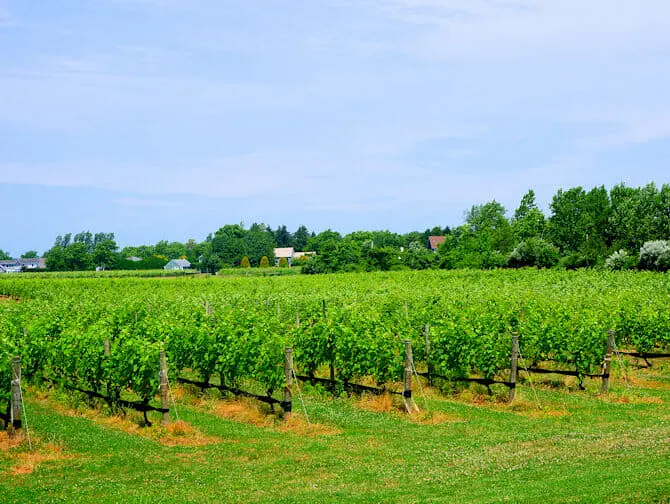 Tagesausflug in die Hamptons - Wein